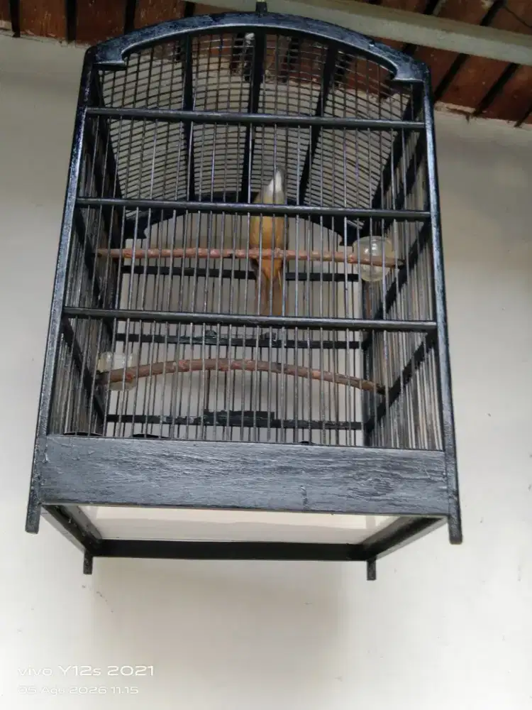 Jual burung jenggot fullset