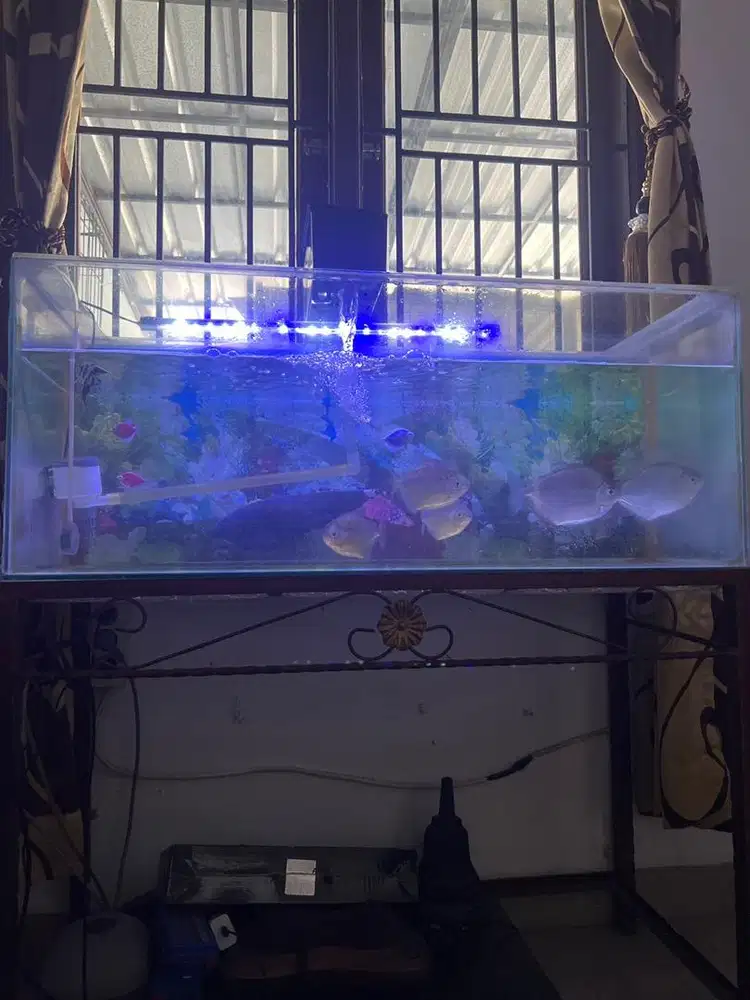 Akuarium ikan dan isinya