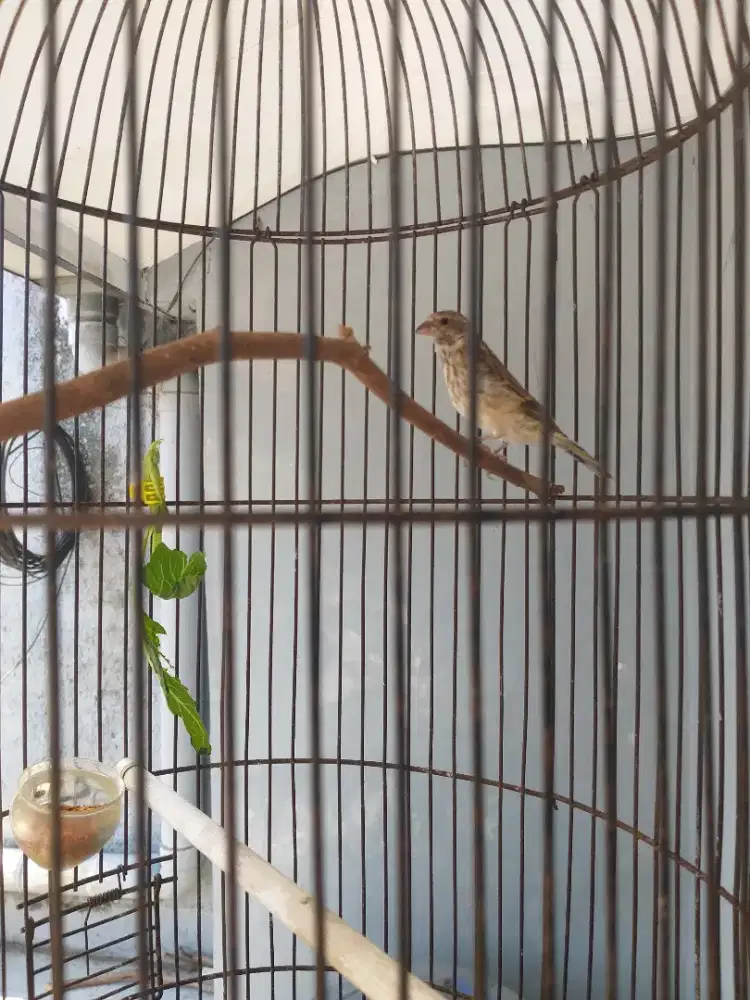 Burung Blackthroat