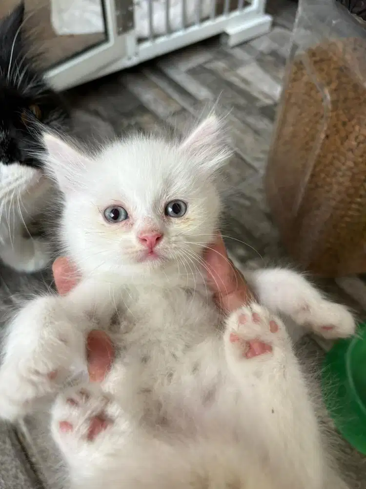 KITTEN A3 SEHAT SUDAH MANDIRI