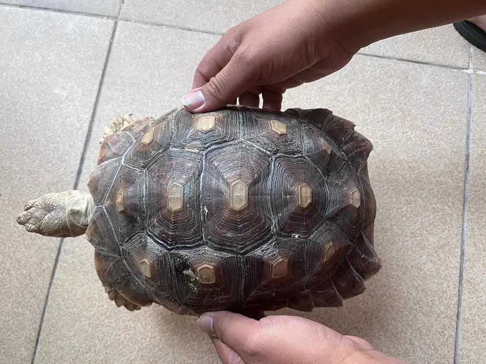 Jual Sulcata 25 cm sehat