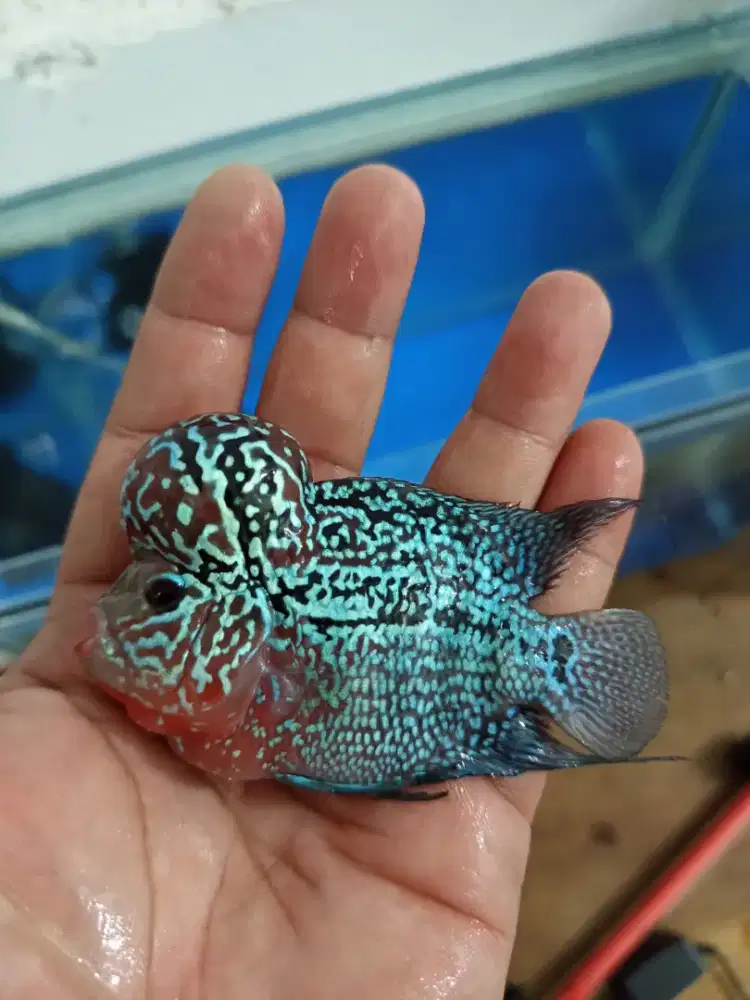 Louhan Super Red Dragon 12-13 cm