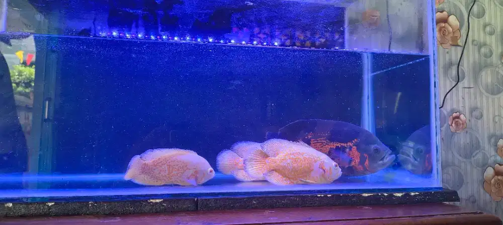Ikan oscar tiger dan nemo (paketan)