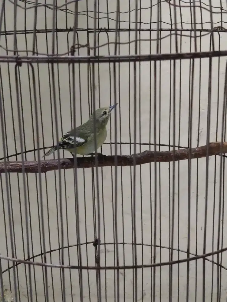 Burung cipoh sirtu Jantan rawatan