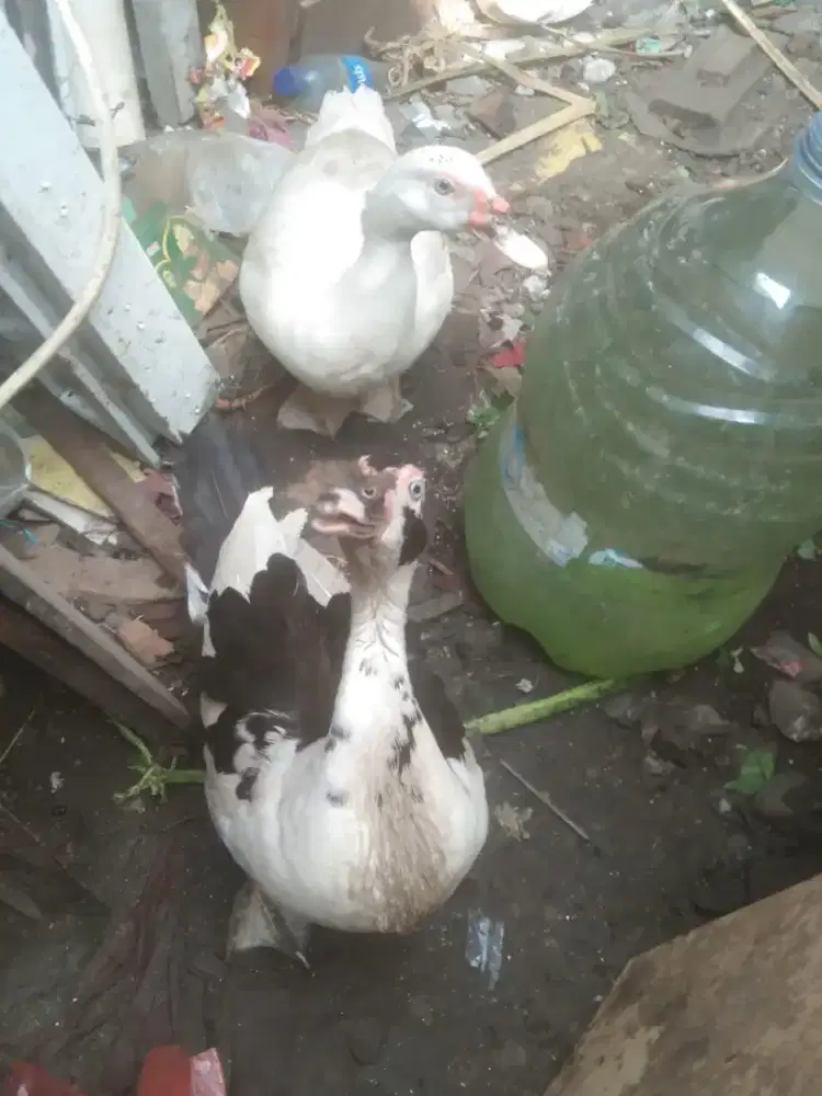Jual aja 2 tidak ada jantan nya sudah bertelur