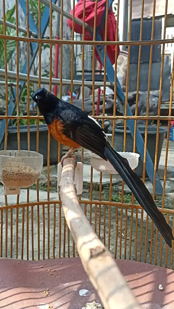 Murai jinak jual fs nyari kembalian