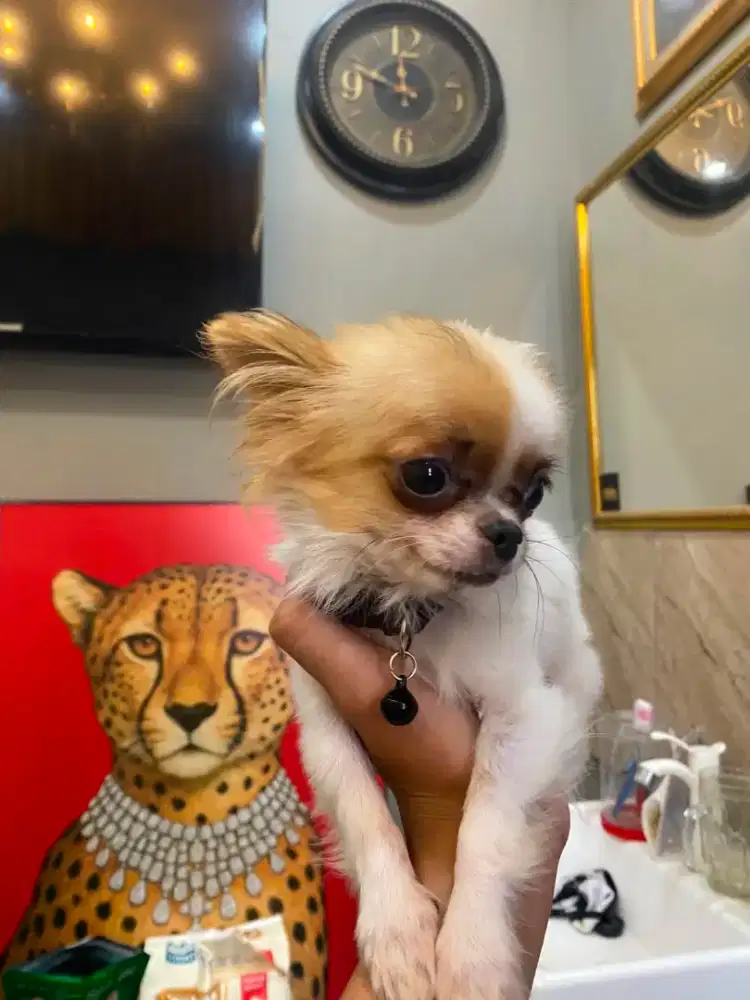 Open Adopt Cihuahua Teacup Longhair Jantan Stambum