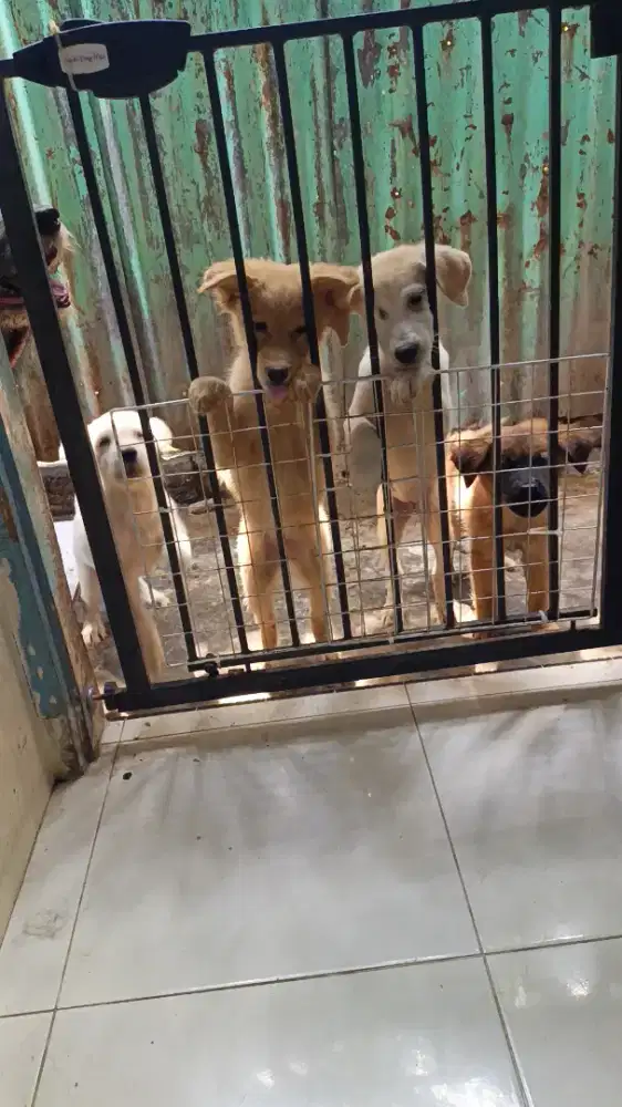 Adopt Puppy mix / anak anjing