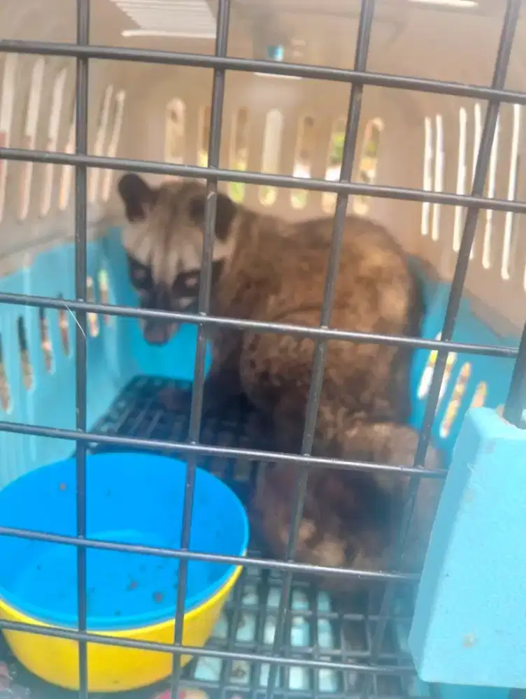 Musang pandan jantan 4 bulan