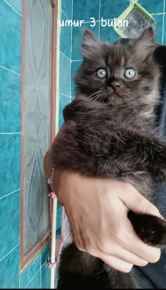 open adopt PERSIA MEDIUM