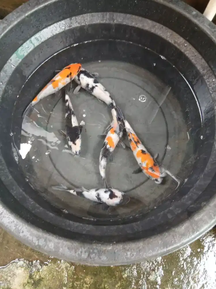 Borongan ikan koi blitar uk 20 up