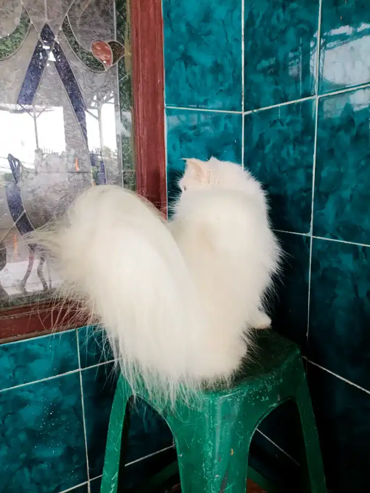 open adopt KUCING persia longhair mix maincoon