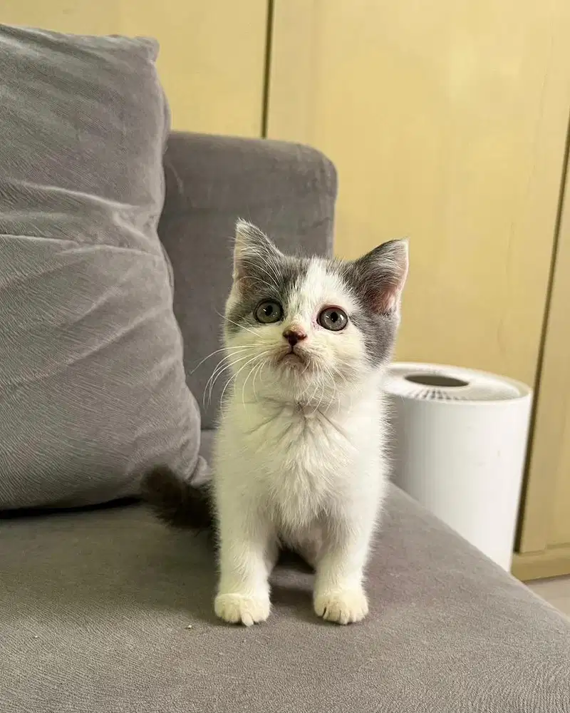 Kucing british shorthair Bsh bico blue