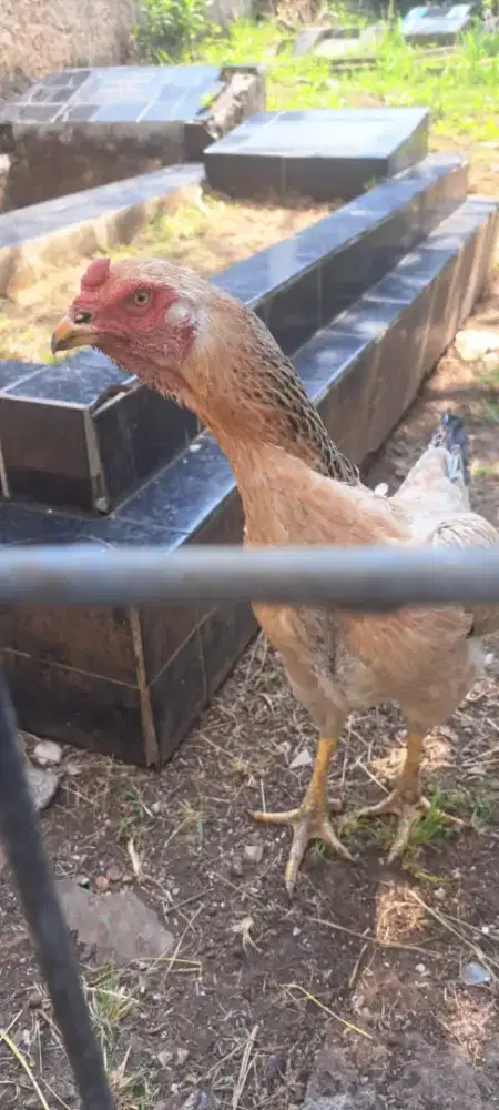 Paket ternak ayam shamp 3C line Zuchter