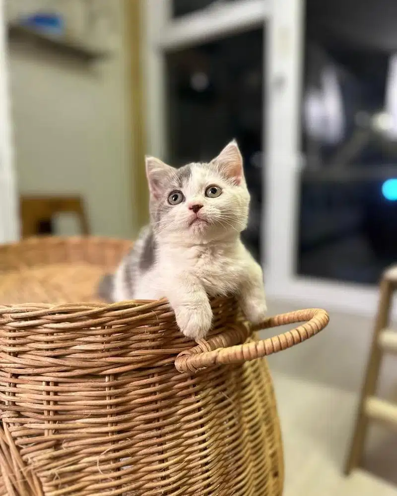 Kucing british shorthair BSH bico blue