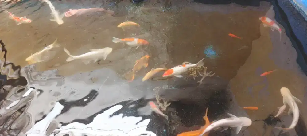 Ikan KOI, patin albino, dsb