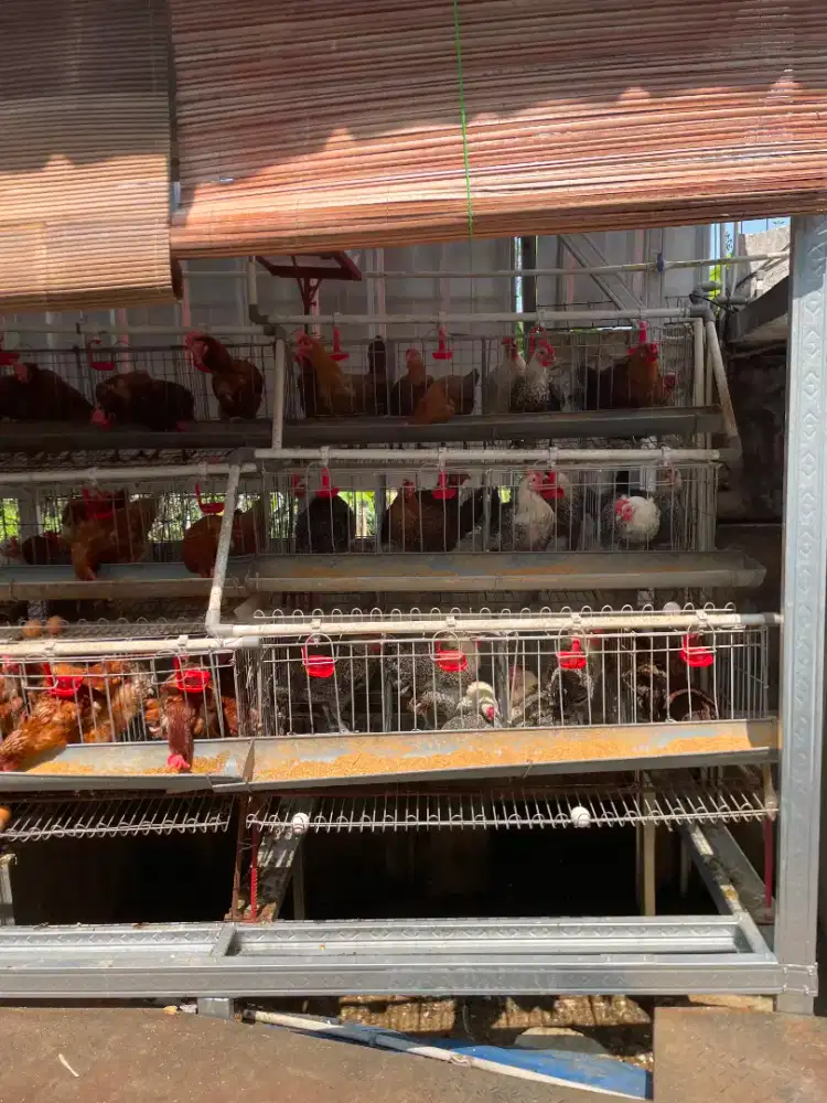 Jual Kandang Ayam Batteray berikut Ayam Petelur
