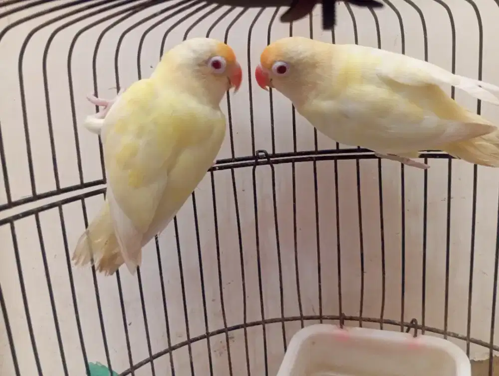 LOVEBIRD PASANGAN - PB CREAMINO X BIOLA PB CREAMINO