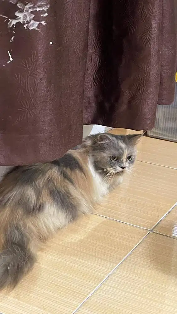 Dijual Kucing Calico Medium Betina