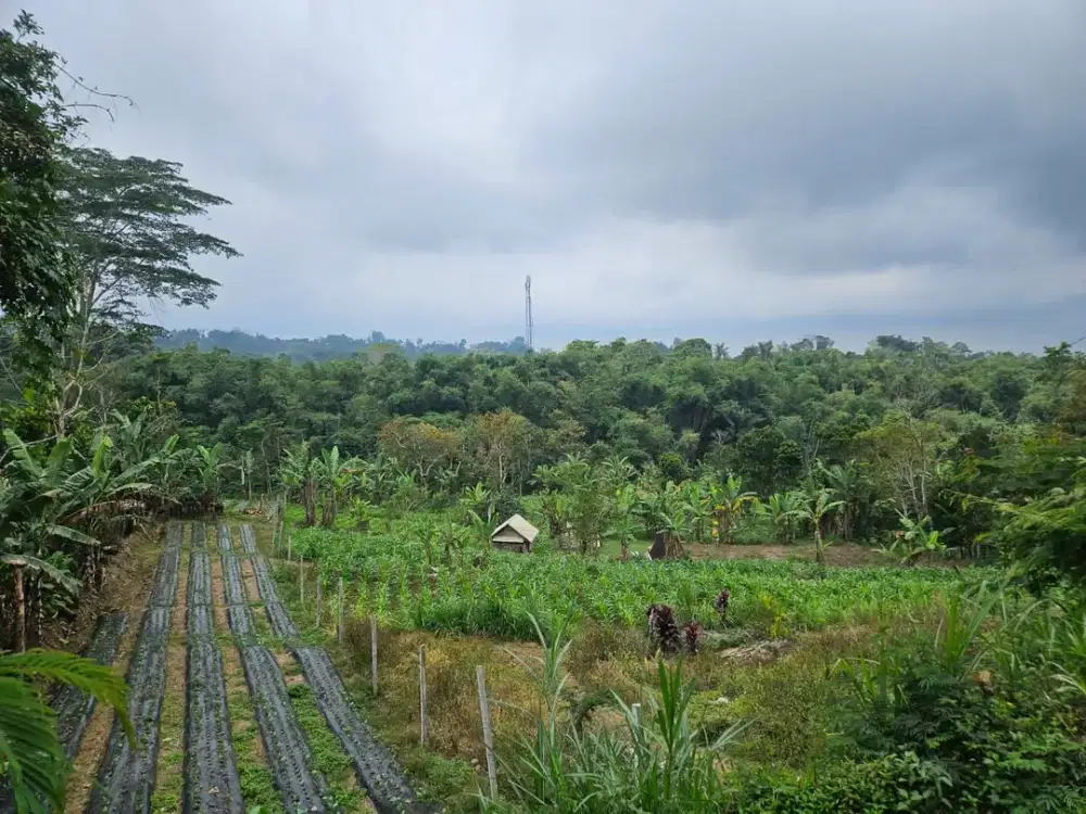 Dijual Tanah Pertanian Strategis di Andong, Baturiti – Tabanan