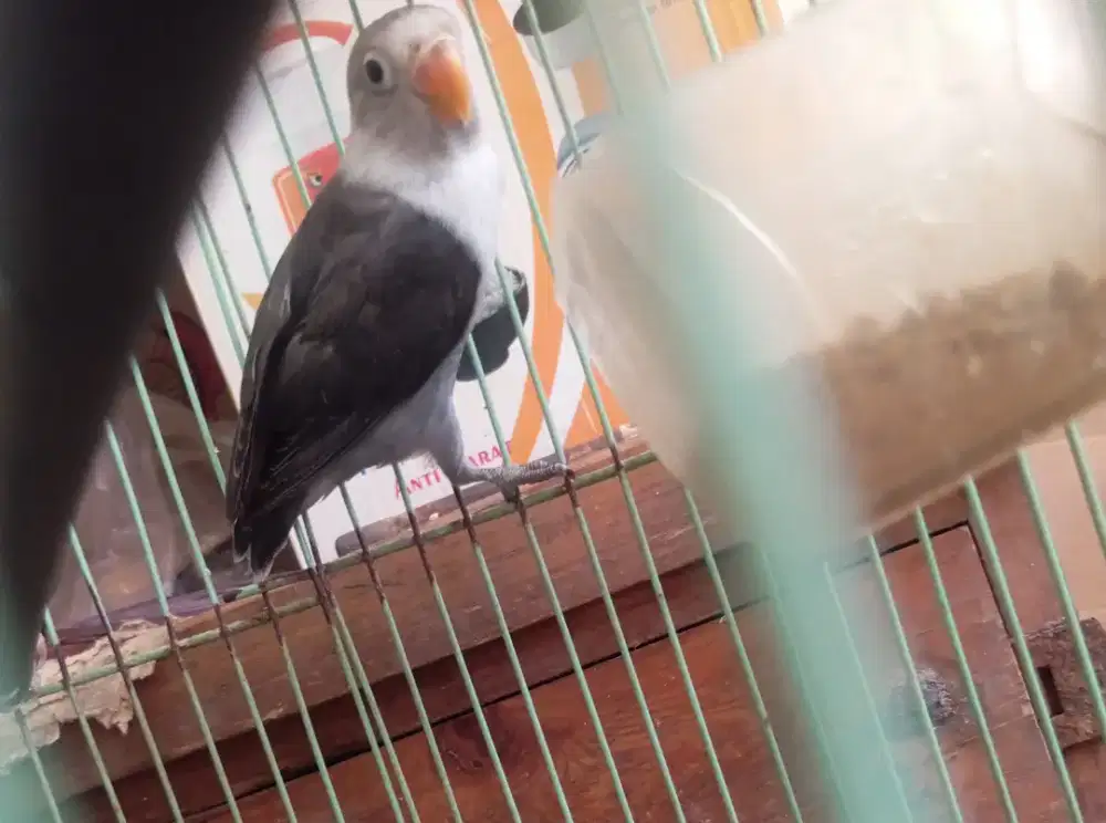 LOVEBIRD BATMAN FC UNSEX 2 BULANAN