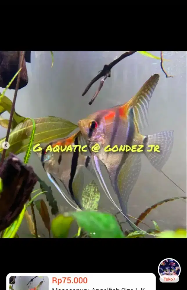 ikan manfish altum manacapuru angelfish size M male female sortiran