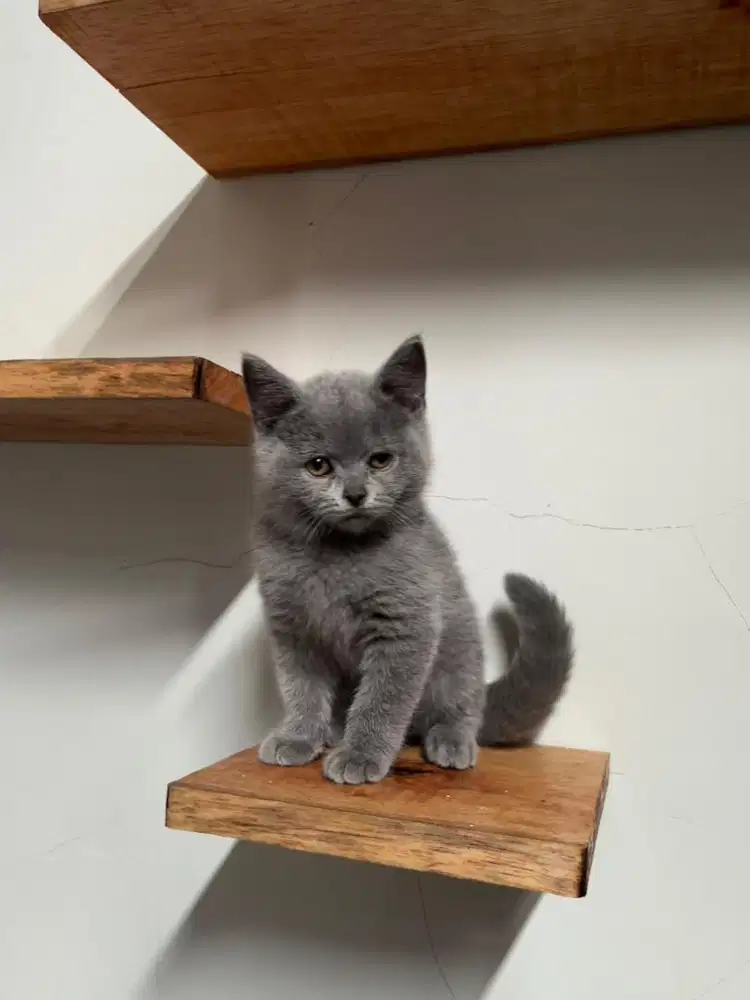 Kitten bsh blue solid