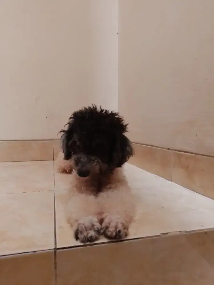 poodle  party jantan