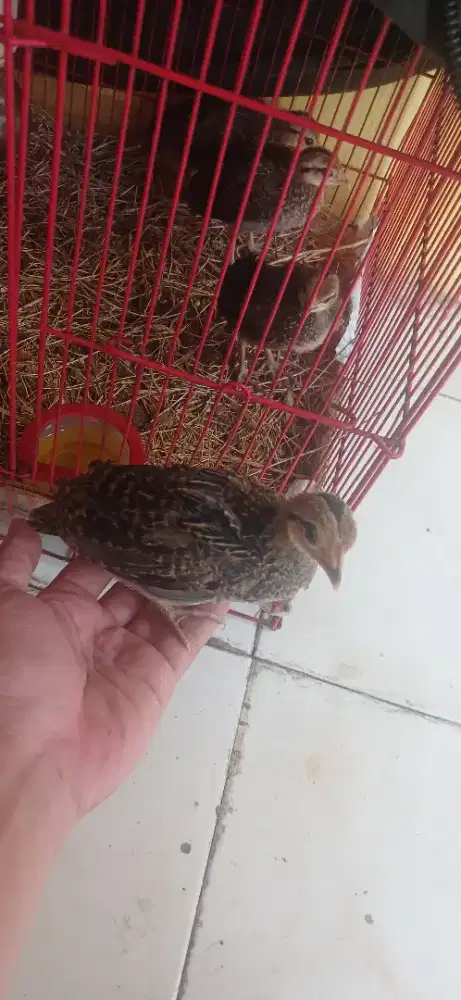 Ayam hutan hijau