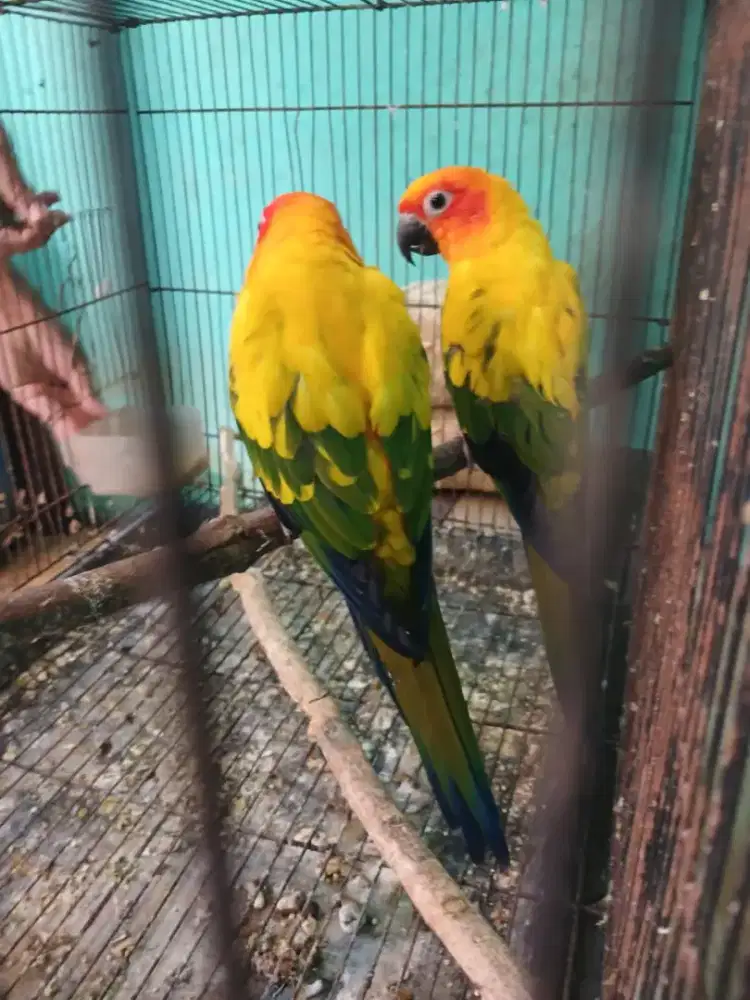 Sunconure sepasang
