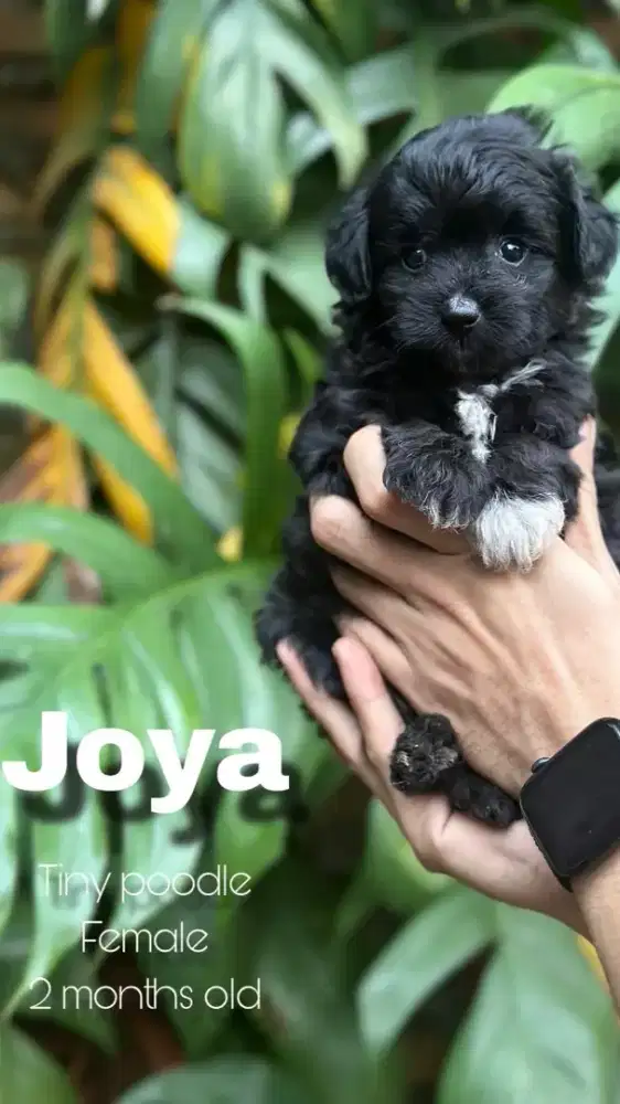 Tiny Poodle (Female)