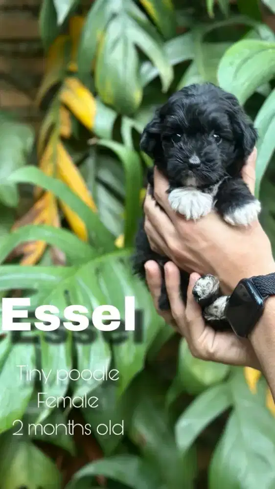 Tiny Poodle (Female)
