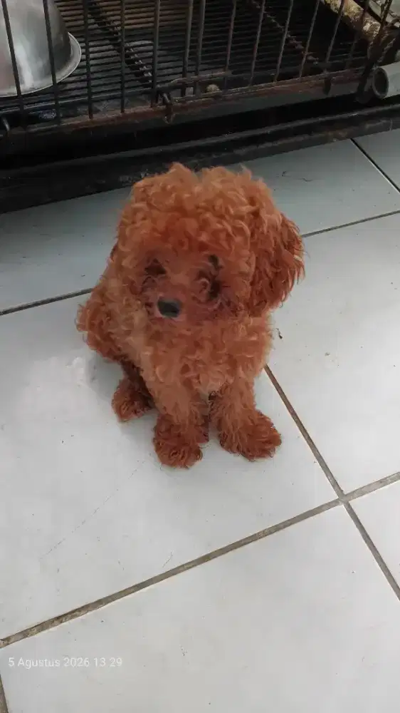 Toy Poodle berwarna Red.