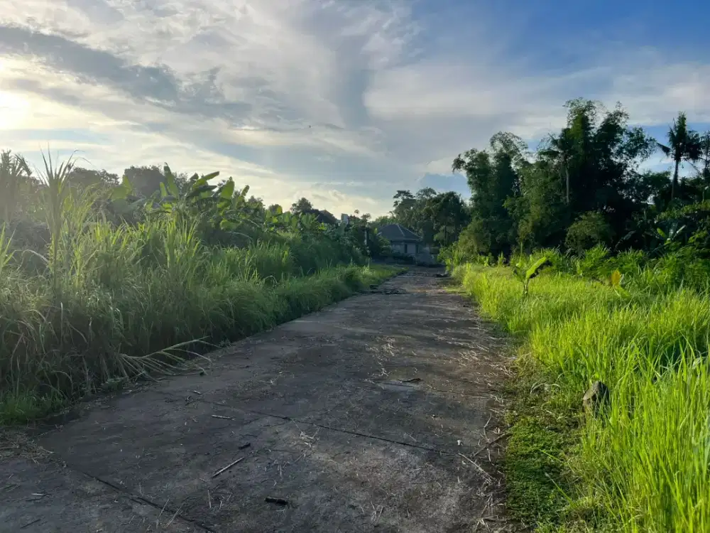 BU! TANAH 2,4 ARE DIJUAL MURAH DI PANDAK TABANAN - ZONA KUNING