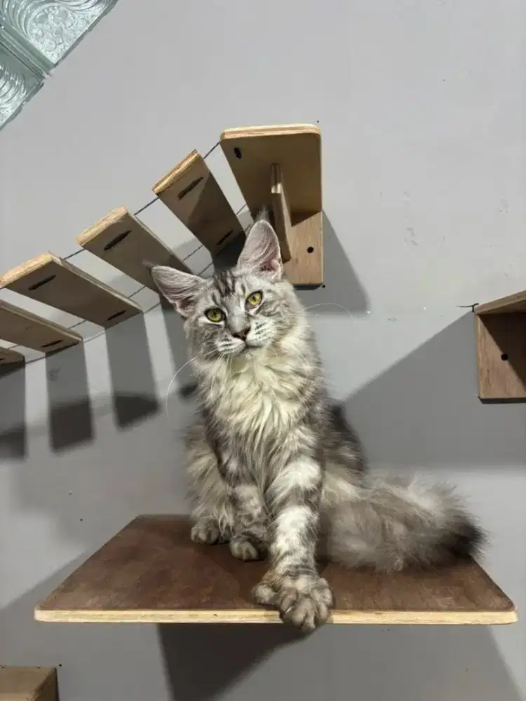 KUCING MAINECOON POLYDACTYL PED CFA JANTAN SILVER