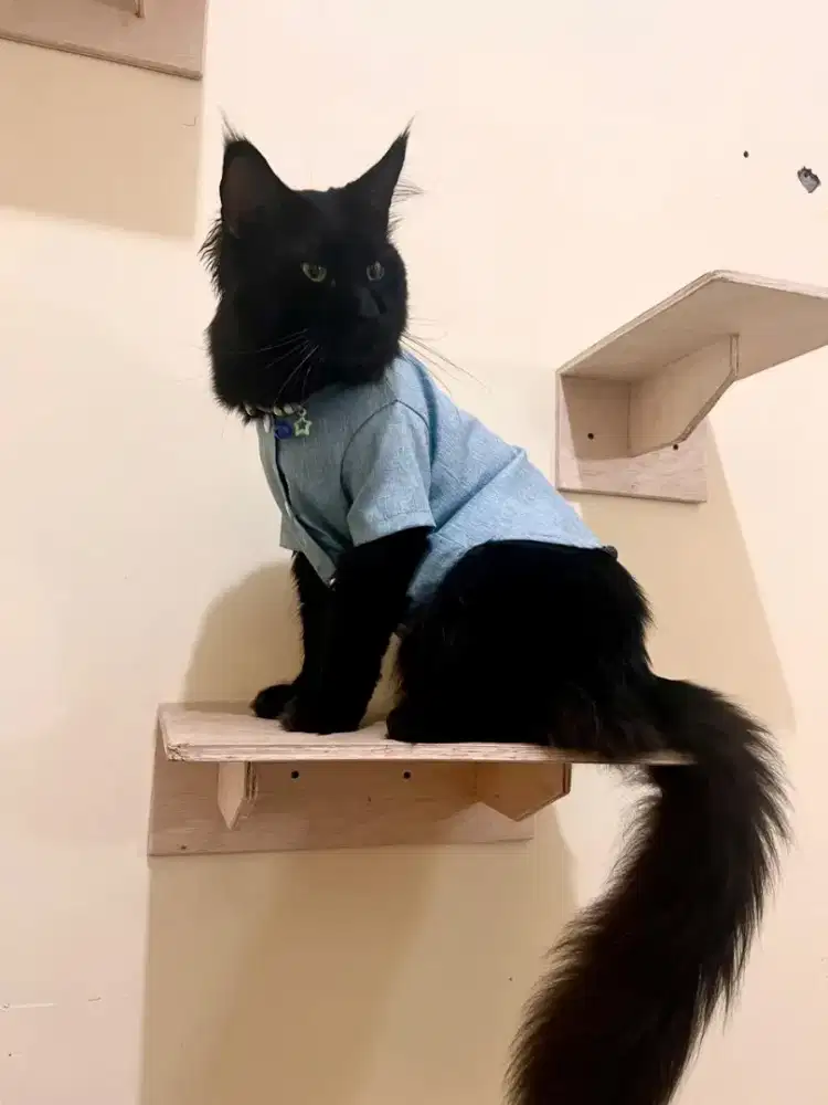 KUCING MAINECOON PEJANTAN BLACK SOLID PED CFA