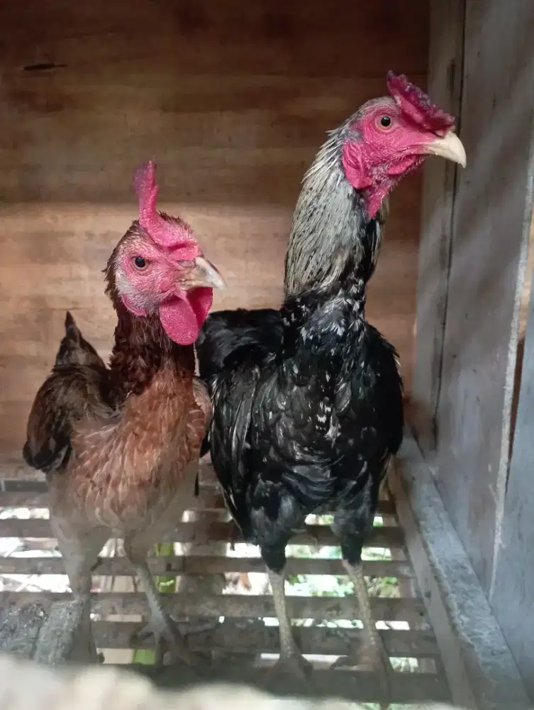 Ayam kampung sepasang produksi lg nelor