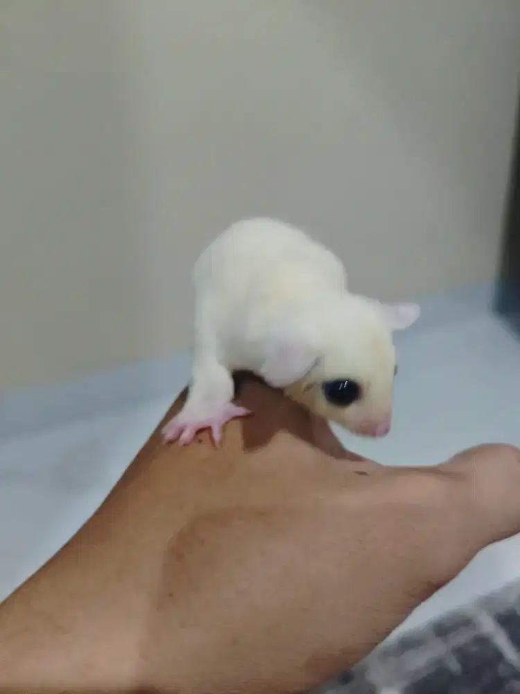 Sugar glider leucistik Jantan