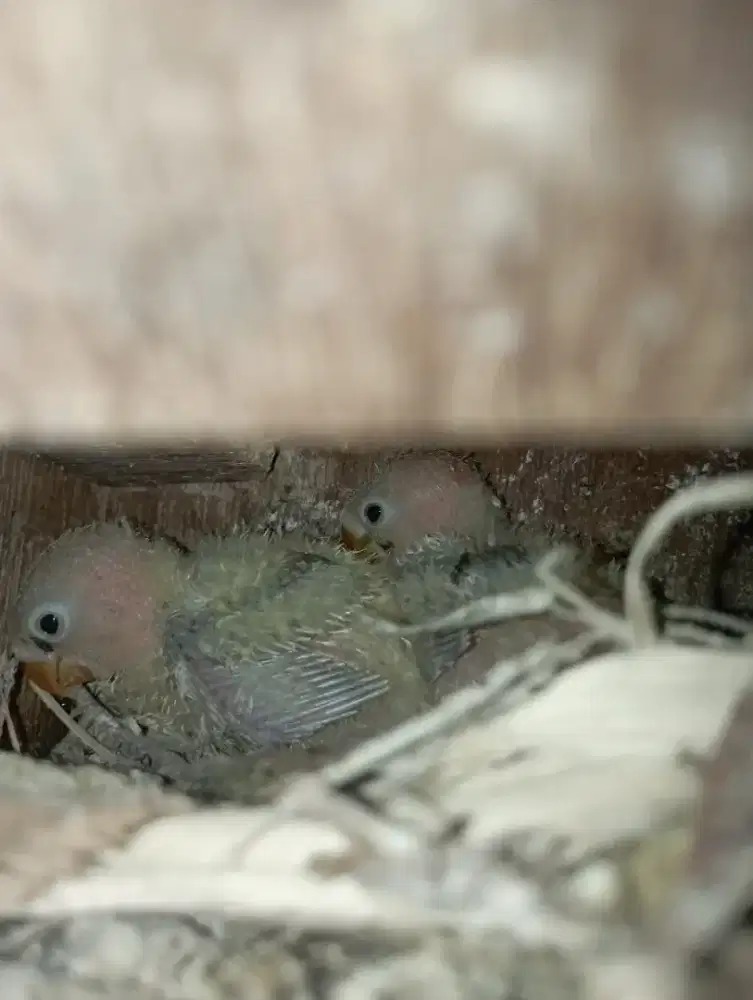 Lolohan burung lovebird