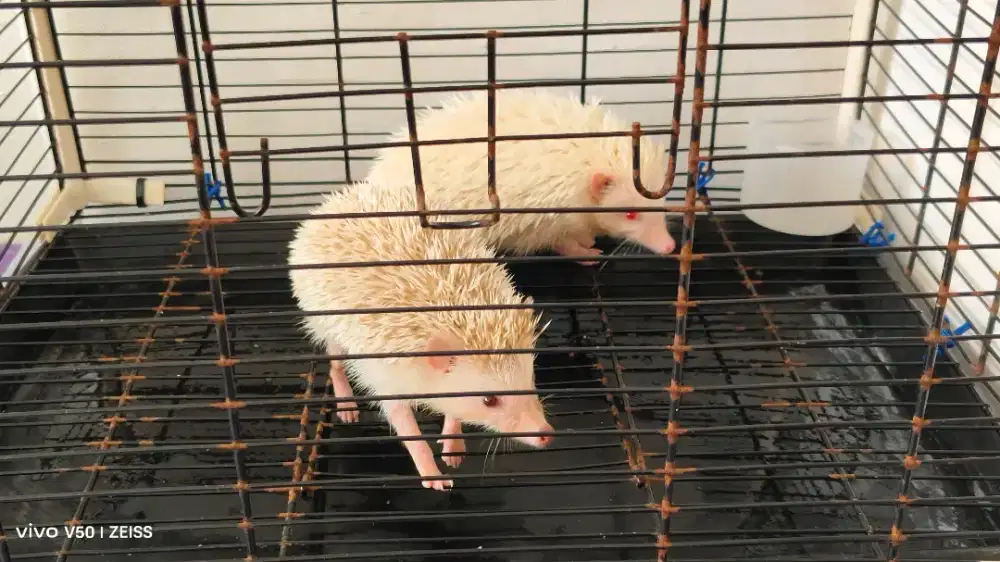 Landak albino sepasang