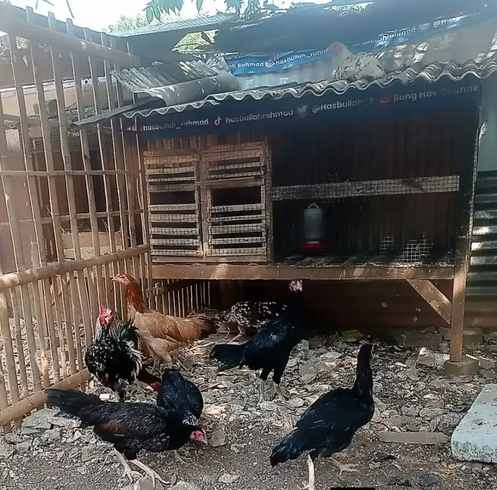 Ayam kampung biang
