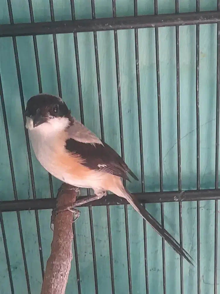 Burung pentet jatim pur total
