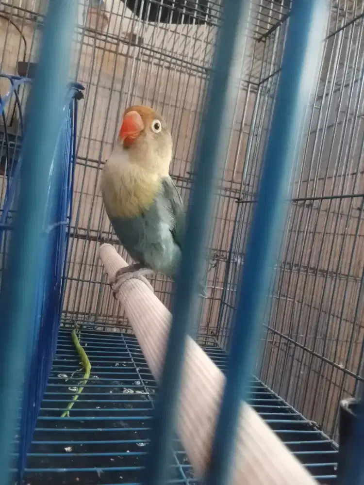 Sepasang lovebird PB x betman