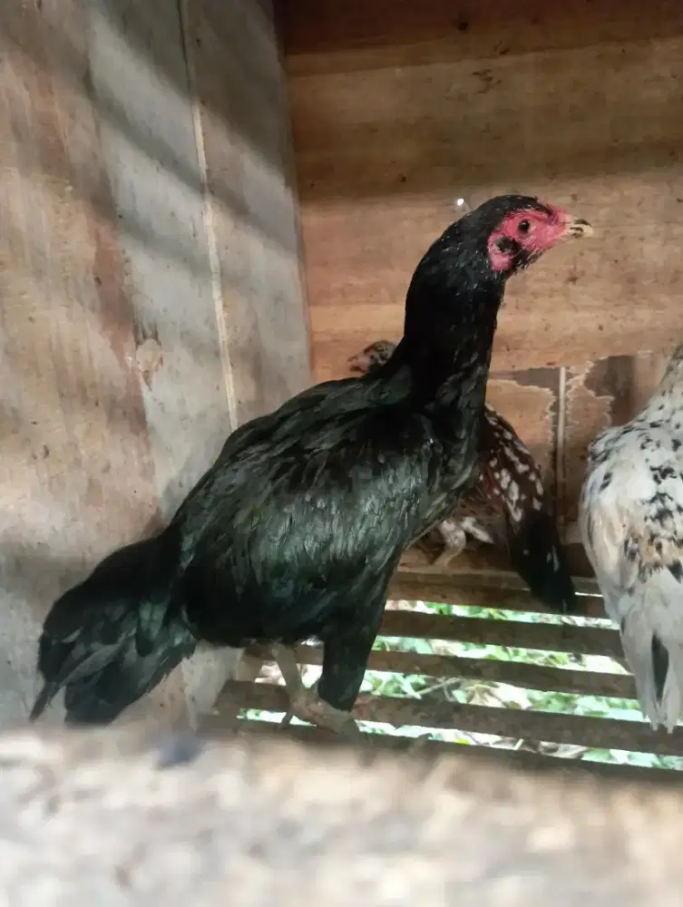 Biang ayam bangkok brewok