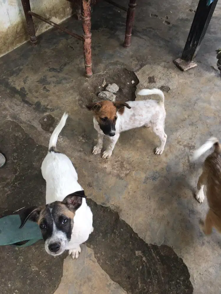 Anak anjing Murah SEHAT usia 3 bulanan