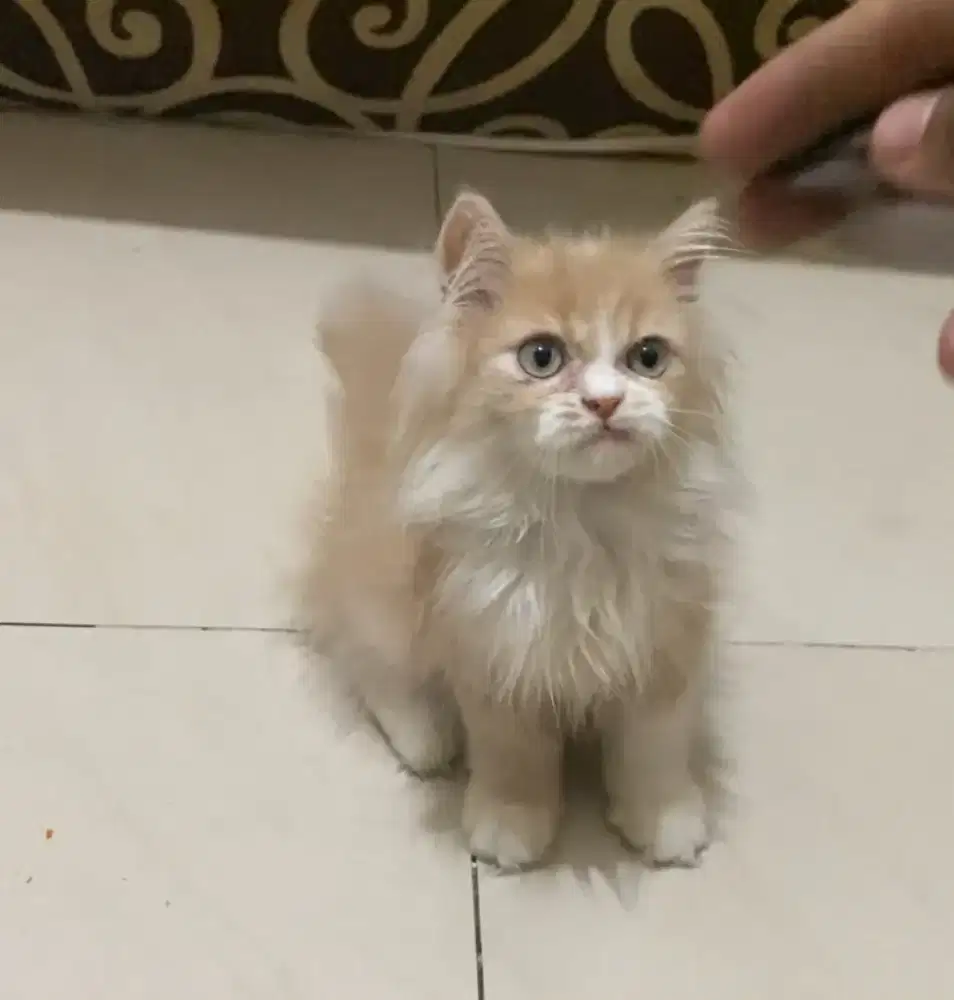 kitten ras persia flatnose jantan
