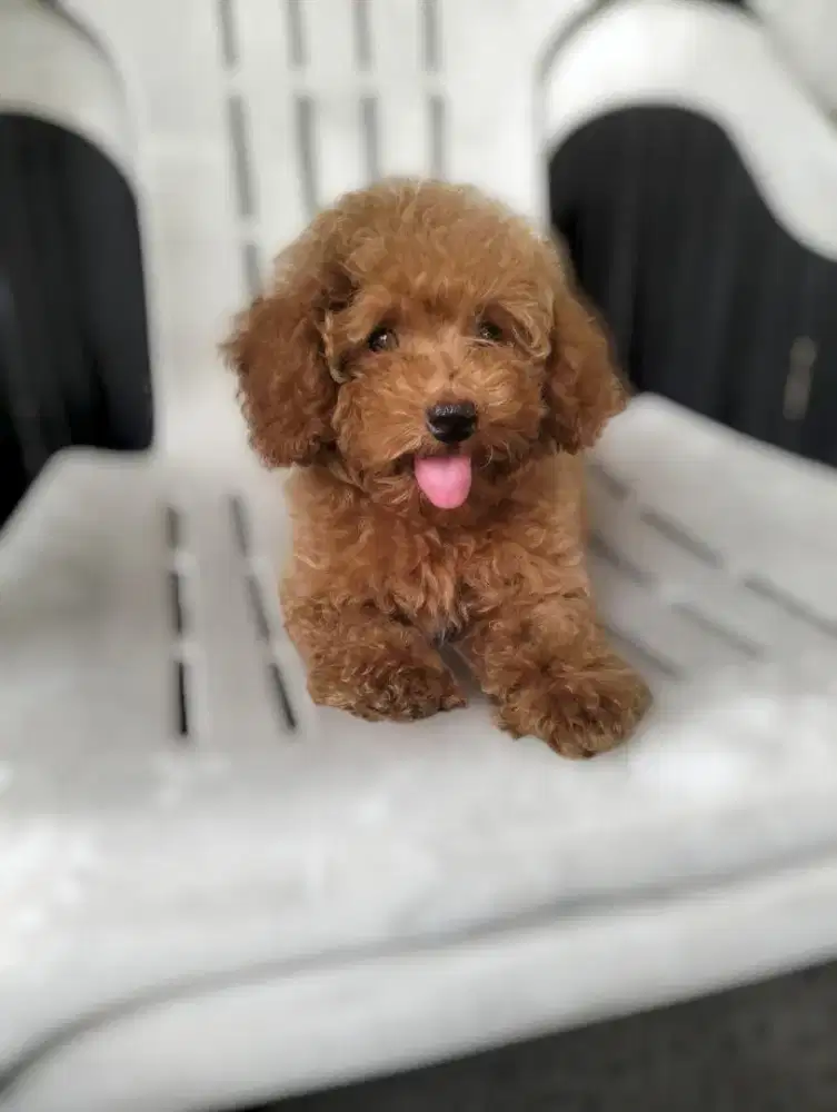 Puppy Red poodle Jantan