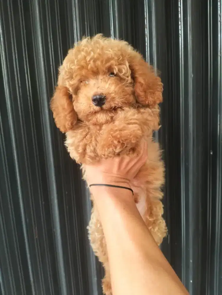 Puppy Red poodle jantan cute