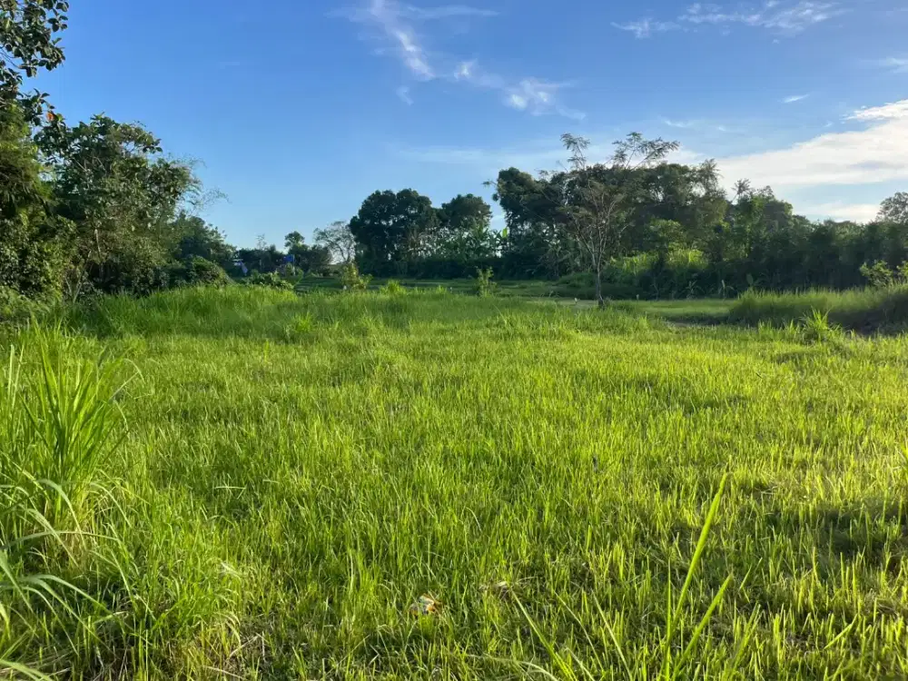 TANAH DISEWAKAN 25 TAHUN DI PANDAK TABANAN - ZONA KUNING - VIEW ASRI