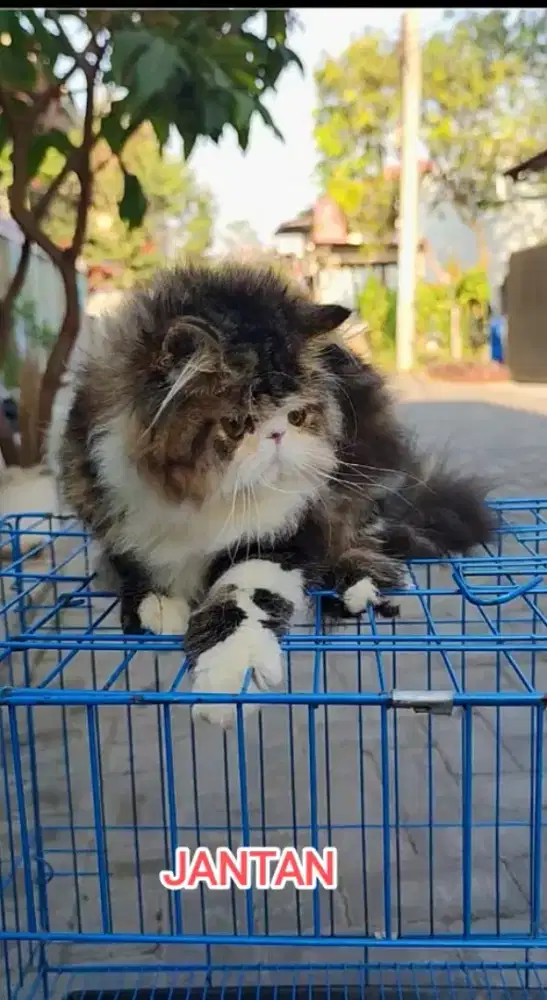Kucing peaknose jantan cute